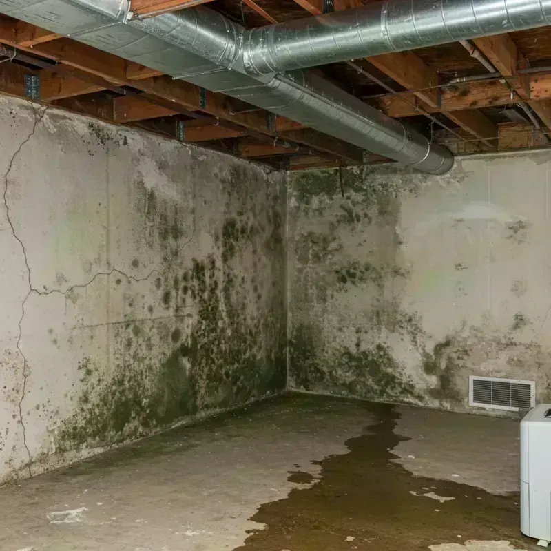 Professional Mold Removal in Colfax, IL